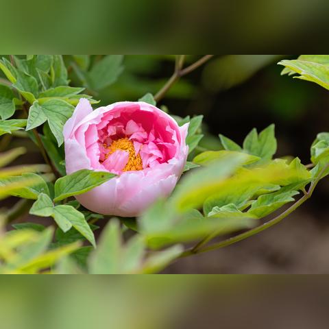 菏泽市天气预报15天,掌握牡丹之都的天气脉动 菏泽市天气预报15天,掌握牡丹之都的天气脉动