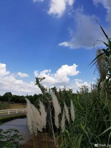 云鼎娱乐-崇明天气，一页翻过四季的乡土诗