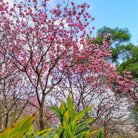 鹿寨天气预报,读懂天空的密语,守护小城的日常 鹿寨天气预报,读懂天空的密语,守护小城的日常
