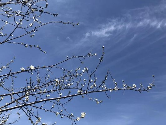 今日天气,阴晴交错间,春意渐浓 今日天气,阴晴交错间,春意渐浓
